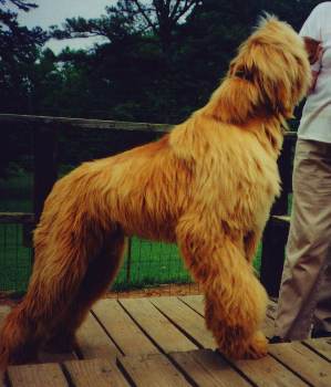 beautiful photo of unusual dark red afghan hound dog male - Drifter is lost