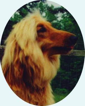 head study photo of Drifter, a lost AKC registered Afghan Hound dog