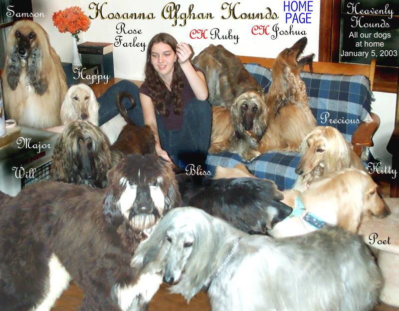 Ruby - Hosanna Price Above Rubies - Photo of almost 2 year old Afghan Hound bitch puppy in Bred By Exhibitor Class Afghan Hound Club of America National Speialty Show 2002 Illinois Beach Resort AKC dog show at Fargo Moorehead Kennel Club in North Dakota