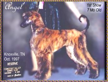 Hosanna Song of Angels - Afghan Hound puppy - AKC dog show photograph