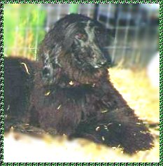 Hosanna Song of Faith - Afghan Hound photo - AKC dog