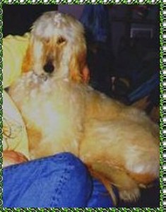 Hosanna Song of Joy - photo of Afghan Hound dog AKC registered