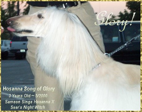 Hosanna Song of Glory - head study photo of AKC afghan hound dog