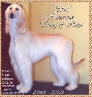 Hosanna Song of Hope - beautiful AKC Afghan Hound photo dog