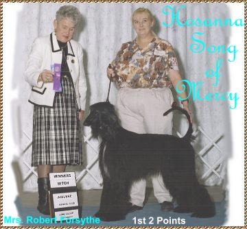 Hosanna Song of Mercy - currently 'owned' by a Samoyed and whippet breeder of Mt. Vernon, Indiana, (name withheld by request as she is so ashamed of what she did to our family she doesn't want anyone to find out, so she is stalking us, and still, as of April, 2003, harrassing us with her attorney - yes, the same attorney who already 'earned' almost $10,000 on this '$200' dog - YES, this is LAWSUIT ABUSE and LEGAL SYSTEM ABUSE),  - photo here shows Mercy winning her first two AKC championship points handled by Celinda McCormick of San Angelo TX.