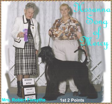 Hosanna Song of Mercy - currently 'owned' by a Samoyed and whippet breeder of Mt. Vernon, Indiana, (name withheld by request as she is so ashamed of what she did to our family she doesn't want anyone to find out, so she is stalking us, and still, as of April, 2003, harrassing us with her attorney - yes, the same attorney who already 'earned' almost $10,000 on this '$200' dog - YES, this is LAWSUIT ABUSE and LEGAL SYSTEM ABUSE), - photo here shows Mercy winning her first two AKC championship points handled by Celinda McCormick of San Angelo TX.