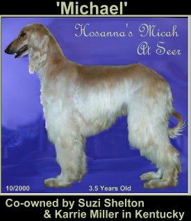 Afghan Hound photo - Hosanna'a Micah at Seer - AKC reg AFGHAN HOUND DOG