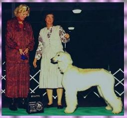 Hosanna Song of Glory - AKC show win photo - Afghan Hound puppy