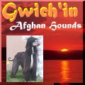 link to Gwich'in Afghan Hounds - puppies - AKC registered show dogs custom jpg graphics by aaa world wide web design