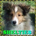 link to Shelties - Shetland Sheepdogs - hobby breeder of show and pet puppies available occasionally - website design and hosting by AAAWWW Afghans Afghans Afghans  World Wide Web Design