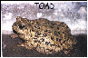 Link to another FUN site - very very funny story by a member of the old Gazehound-l email list, also lovely photos of toads - art graphic design by AAAWWW Afghans Afghans Afghans World Wide Web Design