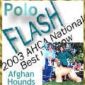 link to Polo Afghan Hounds and Afghan Hound Club of America National Specialty Best of Breed winner Am Can CH Polo's In the Air Tonight custom graphic jpg by aaa world wide web design