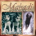 link to Mahadi Afghan Hounds - AKC registered show dogs website - custom jpg graphic by aaa world wide web design