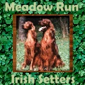 link to Meadow Run Irish Setters AKC registered show dog website - custom jpg graphics by aaa world wide web design