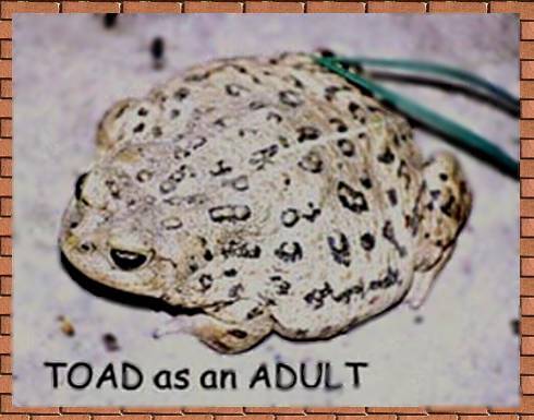 TOAD as an adult - photograph picture