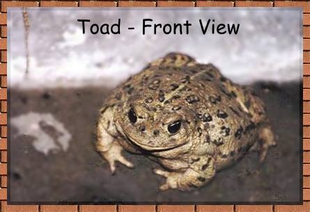 front view - picture of toad photograph