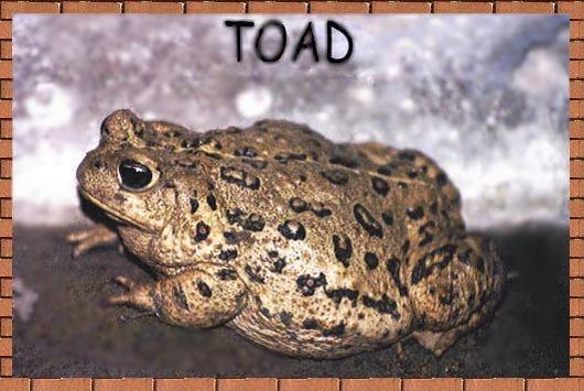 photograph picture of Toad - the original toad who inspired this story