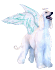Afangel white Afghan Hound angel gif with transparent background
