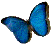 blue butterfly animated gif free webpage graphics animation