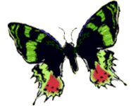 black, red, and green butterfly gif animation with animated wings graphics for free