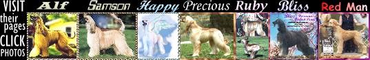 2 Afghan Hounds playing - 'play bow' - photo