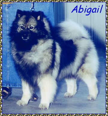 Abigail Ashwood's First Lady At KeePlay keeshond photo picture photos pictures KeePlay kees keeshond AKC reg show dogs PyrPlay pyrs Great Pyrenees SHOW DOGS website www.hosanna1.com AAAWWW afghans afghans afghans web design