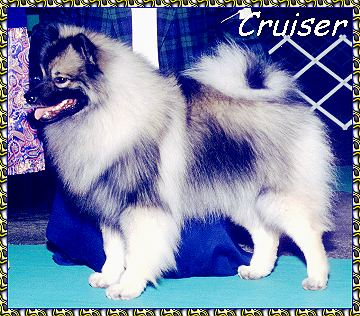 Cruiser Ch Ashwood's Star Struck for KeePlay keeshond photo picture photos pictures KeePlay kees keeshond AKC reg show dogs PyrPlay pyrs Great Pyrenees SHOW DOGS website www.hosanna1.com AAAWWW afghans afghans afghans web design