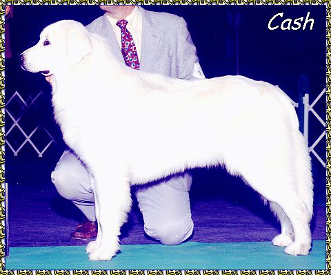Cash Ch Majesta PyrPlay Preferred Stock great pyrenees photo picture photos pictures KeePlay kees keeshond AKC reg show dogs PyrPlay pyrs Great Pyrenees  SHOW DOGS website www.hosanna1.com AAAWWW afghans afghans afghans web design