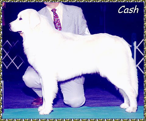 Cash Ch Majesta PyrPlay Preferred Stock great pyrenees photo picture photos pictures KeePlay kees keeshond AKC reg show dogs PyrPlay pyrs Great Pyrenees SHOW DOGS website www.hosanna1.com AAAWWW afghans afghans afghans web design