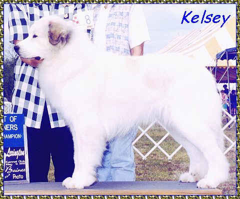 Kelsey Ch Pyrindy's A Rising Star at PyrPlay great pyrenees photo picture photos pictures KeePlay kees keeshond AKC reg show dogs PyrPlay pyrs Great Pyrenees SHOW DOGS website www.hosanna1.com AAAWWW afghans afghans afghans web design