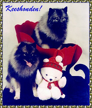 photo keeshonds at Christmas photos pictures KeePlay kees keeshond AKC reg show dogs and PyrPlay pyrs Great Pyrenees  SHOW DOGS website www.hosanna1.com AAAWWW afghans afghans afghans world wide web design