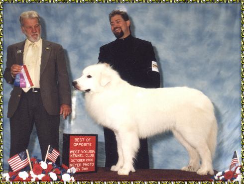 PyrPlay's Angel in the Morning winning BOS great pyrenees dog photo picture photos pictures KeePlay kees keeshond AKC reg show dogs PyrPlay pyrs Great Pyrenees  SHOW DOGS website www.hosanna1.com AAAWWW afghans afghans afghans web design
