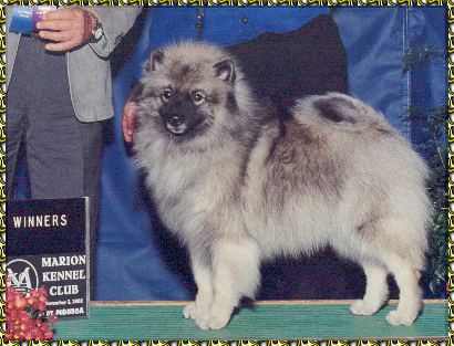AKC dog show photo picture of keeshond William daughter Kayla - LBK's Silver Mackaya Bella owned by Robin Hite of Louisville is now half way toward her championship.