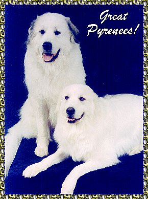 photo Great Pyrenees dogs  photos pictures KeePlay kees keeshond AKC reg show dogs and PyrPlay pyrs Great Pyrenees  SHOW DOGS website www.hosanna1.com AAAWWW afghans afghans afghans world wide web design